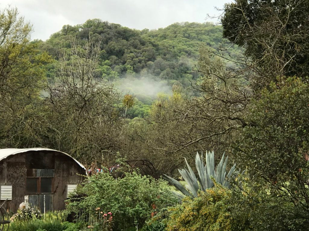 Where Nature Meets Modern Style