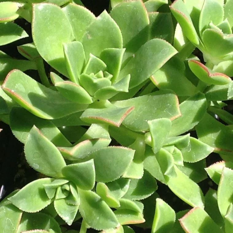 Herbs & Perennials