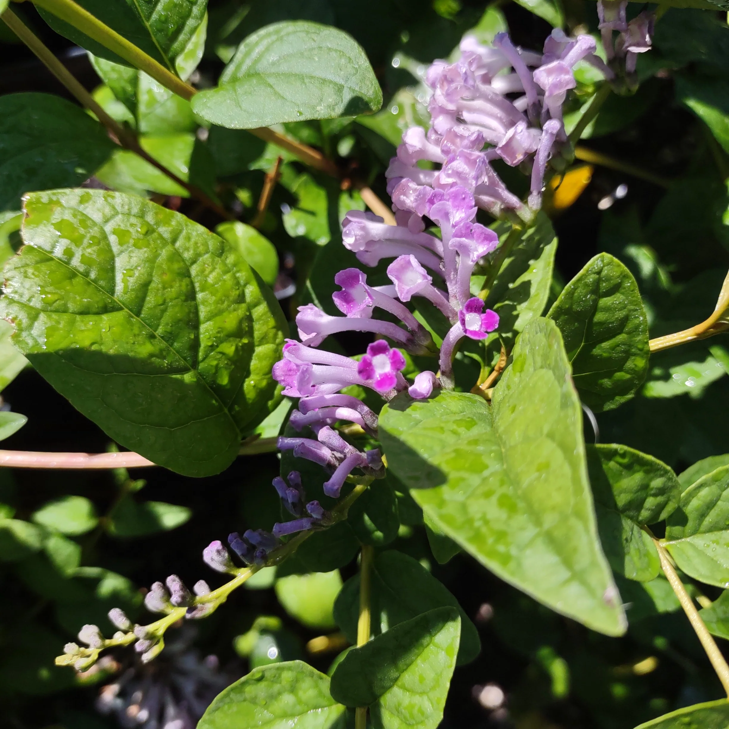 Hummingbird Plants